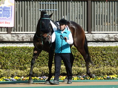 20180217 東京3R 3歳未勝利 ハッピーテーラー 12