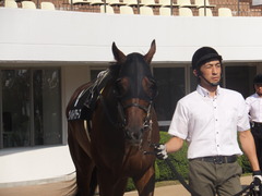 20150912 中山10R 鋸山特別 1000万下 ヴィルトグラーフ 04