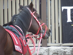20180527 東京12R 目黒記念(G2) ホウオウドリーム 22