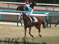 20150124 中山8R 4歳上500万下 バシニアティヴ 17