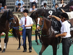 20161008 東京9R 山中湖特別(牝1000) ツクバアスナロ 11