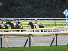 20151031 東京7R 3歳上500万下 コスモポッポ 17