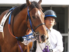 20161204 中山3R 2歳未勝利 メガポリゴン 05