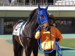 20170204 東京4R 4歳上障害未勝利 モーゼス 02