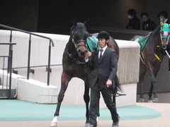 20170205 東京11R 東京新聞杯(G3) プロディガルサン 02