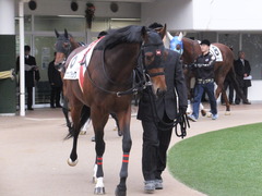 20160111 中山12R 4歳上500万下 オウケンブラック 07