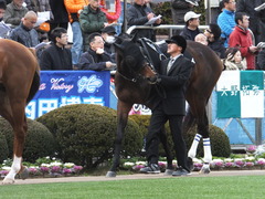 20140126 中山10R ゴールウェイ 02