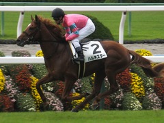 20171014 京都3R 2歳未勝利 ハルキスター 22