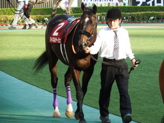 20171105 東京11R AR共和国杯(G2) マイネルサージュ 07