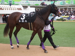 20190323 中山9R ミモザ賞 3歳牝馬(500) トロハ 05