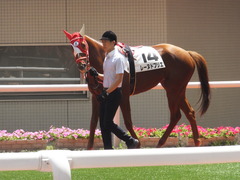 20160618 阪神8R 3歳上牝馬500万下 レーヌドブリエ 06