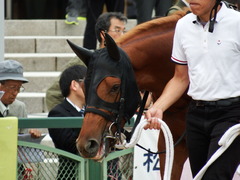 20171014 京都3R 2歳未勝利 ハルキスター 12