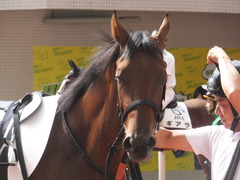 20170923 阪神2R 2歳未勝利 メイショウカラタチ 08