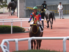 20161002 阪神8R (500) テイケイラピッド 14