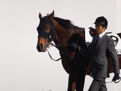 20160116 中山7R 4歳上500万下 マイネルグルマン 07