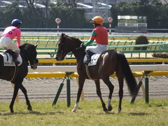 20150221 東京6R 4歳上500万下 マイネルグルマン 10