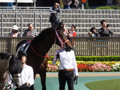 20161015 東京6R (500) ピッツバーグ 03