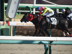 20190114 中山8R 4歳上(500) ノーザンクリス 14
