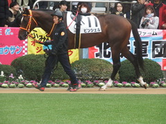 20181223 中山3R 2歳未勝利 ピンシェル 05