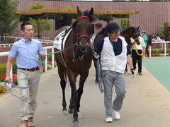 20160903 札幌12R (500) トーセンカナロア 05
