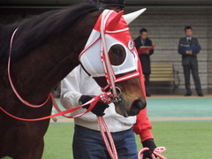 20190216 東京11R ダイヤモンドS(G3) ピッツバーグ 11