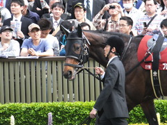 20160430 東京11R 青葉賞(G2) プロディガルサン 05