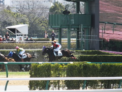 20140308 中山4R メジロサンノウ 16