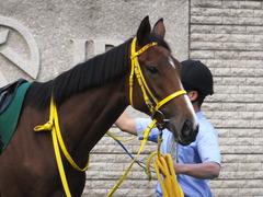 20151031 東京11R アルテミスS(G3) テイケイレーヴ 03