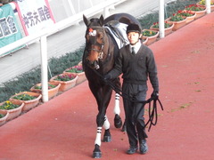 20181208 阪神12R (500) マッスルマサムネ 10