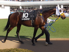 20170226 中山9R 富里特別4上(500) トーセンカナロア 14