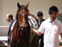 20170603 阪神3R 3歳未勝利 フェアチャイルド 17