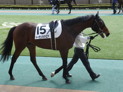 20150221 東京5R 3歳未勝利 トーセンカナロア 05