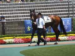 20140531 東京6R オウケンブラック 05