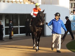 20171203 中山11R ラピスラズリS(OP) ショウナンアチーヴ 09