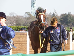 20190302 中山8R 潮来特別(1000) ラッシュアタック 19