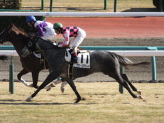 20150117 中山5R 3歳未勝利 グローリアスレイ 14