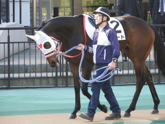 20171126 東京1R 2歳未勝利 サラート 02