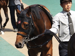 20160501 東京9R 陣馬特別(1000) オウケンブラック 10