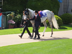 20140504 京都11R 天皇賞春 ゴールドシップ 05