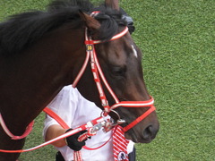 20170924 阪神11R 神戸新聞杯(G2) 3歳OP ホウオウドリーム 12