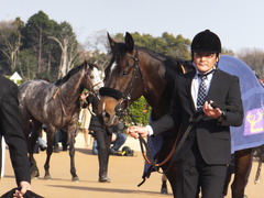 20170325 中山11R 日経賞(G2) マイネルサージュ 24