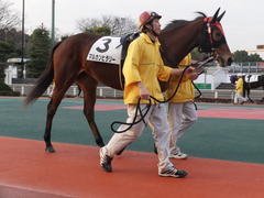 20151224 大井2R 2歳新馬 マルカンヒラリー 03