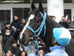 20150124 中山5R 3歳未勝利 サウンドアラムシャ 06