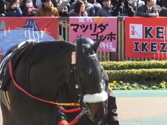20140223 東京9R ショウナンラグーン 03