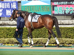 20180217 東京4R 4歳上障害未勝利 トーセンカナロア 06