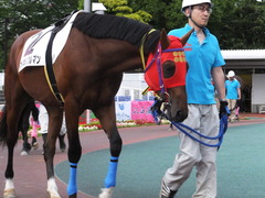 20170524 大井8R B2 マイネルグルマン 04