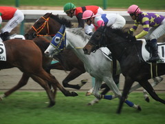 20181223 中山3R 2歳未勝利 ピンシェル 21