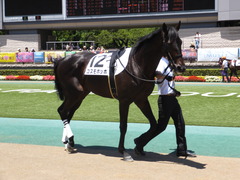 20150628 東京6R 3歳未勝利 コスモポッポ 04