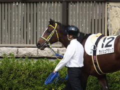 20141026 東京4R ラッシュアタック 05
