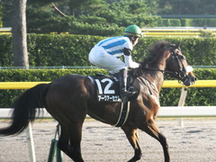 20161016 新潟12R 鳥屋野特別(500) アークアーセナル 19